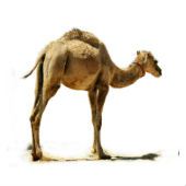 Image of camel courtesy of Shutterstock