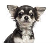 Chihuahua. Image courtesy of Shutterstock