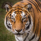 Tiger. Image courtesy of Shutterstock.
