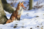 fox, image via shutterstock