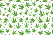 Cannabis leaves