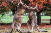 kangaroo
