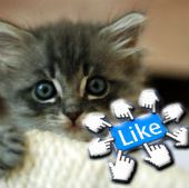 Image of cute kitten from wikimedia commons, Likes from Shutterstock
