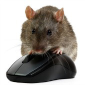 Rat. Image courtesy of Shutterstock